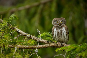 Glaucidium passerinum. It is the smallest owl in Europe. It occurs mainly in northern Europe. But also in Central and Southern Europe. In some mountain areas. Photographed in the Czech Republic. Wild 