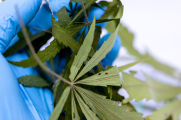 Study Structure of Marijuana leaves, Powder of Cannabis (Drugs) on a White background, For Analysis in laboratory.