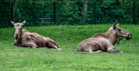 European Moose, Alces alces, also known as the elk