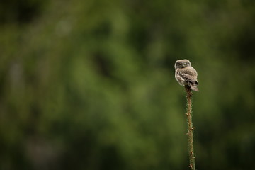 Glaucidium passerinum. It is the smallest owl in Europe. It occurs mainly in northern Europe. But also in Central and Southern Europe. In some mountain areas. Photographed in the Czech Republic. Wild 