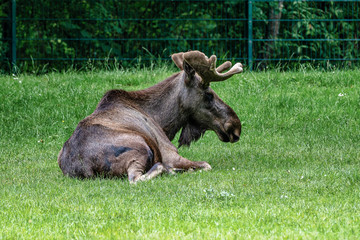 European Moose, Alces alces, also known as the elk
