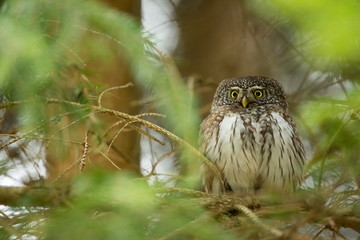 Glaucidium passerinum. It is the smallest owl in Europe. It occurs mainly in northern Europe. But also in Central and Southern Europe. In some mountain areas. Photographed in the Czech Republic. Wild 