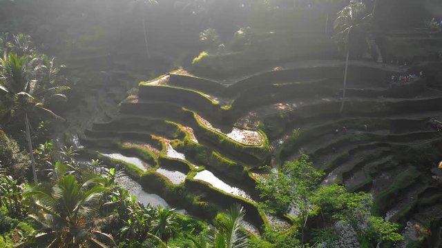 Paddy fields in Indonesia Bali