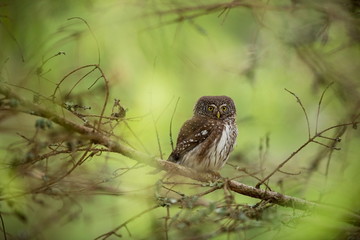 Glaucidium passerinum. It is the smallest owl in Europe. It occurs mainly in northern Europe. But also in Central and Southern Europe. In some mountain areas. Photographed in the Czech Republic. Wild 