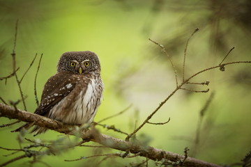 Glaucidium passerinum. It is the smallest owl in Europe. It occurs mainly in northern Europe. But also in Central and Southern Europe. In some mountain areas. Photographed in the Czech Republic. Wild 