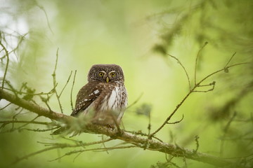 Glaucidium passerinum. It is the smallest owl in Europe. It occurs mainly in northern Europe. But also in Central and Southern Europe. In some mountain areas. Photographed in the Czech Republic. Wild 