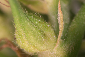 Study Structure of Marijuana leaves, Powder of Cannabis (Drugs) on a White background, For Analysis in laboratory.