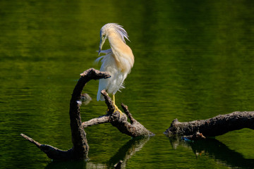 Crayfish heron perched on a branch waiting to fish on the riverbank