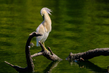 Crayfish heron perched on a branch waiting to fish on the riverbank