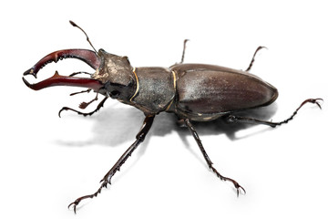 Male stag beetle, Lucanus cervus, isolated on white background. Close-up photo of big stag-beetle - the largest beetle of Europa
