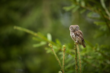 Glaucidium passerinum. It is the smallest owl in Europe. It occurs mainly in northern Europe. But also in Central and Southern Europe. In some mountain areas. Photographed in the Czech Republic. Wild 