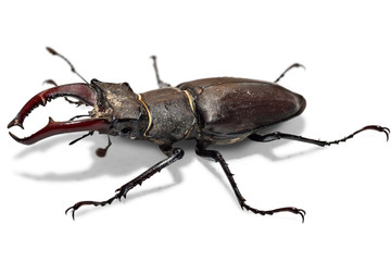Male stag beetle, Lucanus cervus, isolated on white background. Close-up photo of big stag-beetle - the largest beetle of Europa