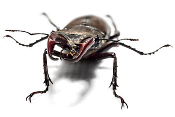 Male stag beetle, Lucanus cervus, isolated on white background. Close-up photo of big stag-beetle - the largest beetle of Europa