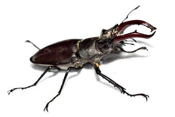 Male stag beetle, Lucanus cervus, isolated on white background. Close-up photo of big stag-beetle - the largest beetle of Europa