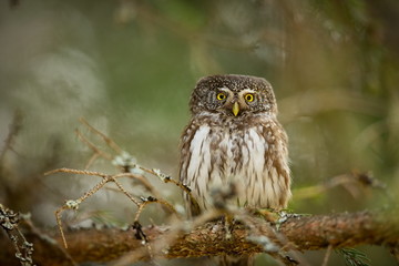 Glaucidium passerinum. It is the smallest owl in Europe. It occurs mainly in northern Europe. But also in Central and Southern Europe. In some mountain areas. Photographed in the Czech Republic. Wild 