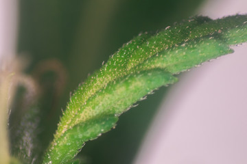 Study Structure of Marijuana leaves, Powder of Cannabis (Drugs) on a White background, For Analysis in laboratory.