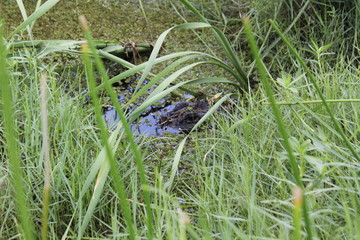 Krokodil, Crocodile, Reptilien, Tiere