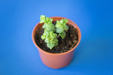 Succulent plant in a clay pot over a blue background