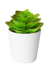 Potted succulent plant isolated on white background