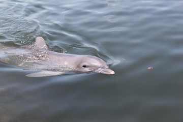 Delphin, Delfin, Dolphin