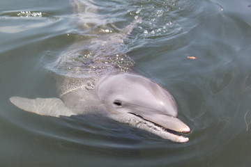 Delphin, Delfin, Dolphin © Thomas