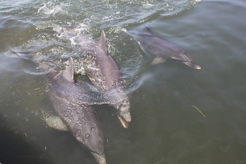 Delphin, Delfin, Dolphin © Thomas