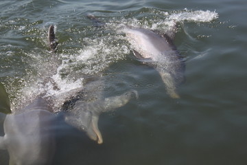 Delphin, Delfin, Dolphin