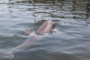 Delphin, Delfin, Dolphin © Thomas