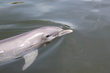 Delphin, Delfin, Dolphin © Thomas