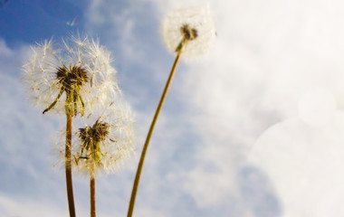 Dandelion on the background of the summer sky and clouds
