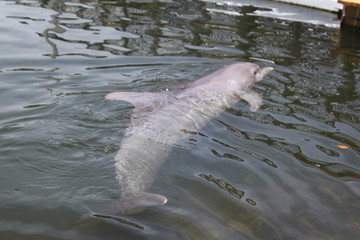 Delphin, Delfin, Dolphin © Thomas
