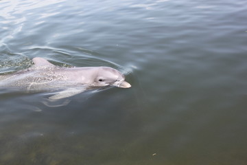 Delphin, Delfin, Dolphin