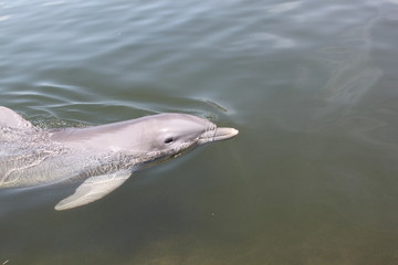 Delphin, Delfin, Dolphin