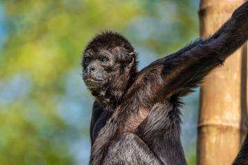 The black-headed spider monkey, Ateles fusciceps is a species of spider monkey