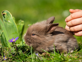 Child releasing a very young rabbit in a meadow