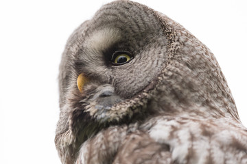 Great Grey Owl Sweden