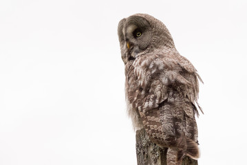 Great Grey Owl Sweden