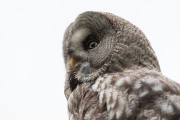 Great Grey Owl Sweden