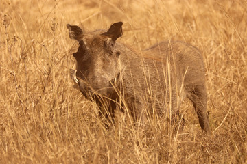 Warthog in the tall dry African grass