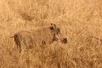 Warthog in the tall dry African grass