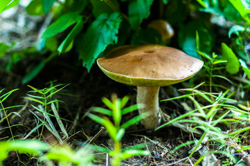 A mushrooms in the forest