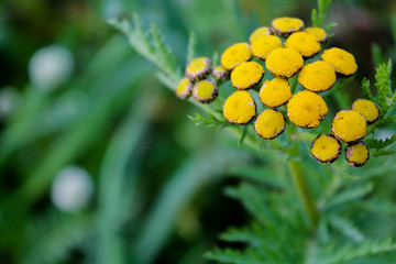 Yellow tansy flowers on the bright green background. Inflorescence of tanacetum herb among green grass. Golden buttons plant growing in the forest, garden or park. Medicinal herbs. Nature background.