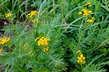 Yellow tansy flowers on the bright green background. Inflorescence of tanacetum herb among green grass. Golden buttons plant growing in the forest, garden or park. Medicinal herbs. Nature background.