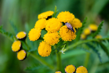 Small fly sitting on the yellow tansy flowers on the bright green background. Inflorescence of tanacetum herb. An insect sitting on the golden buttons plant growing in the forest, garden or park.