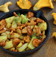 Mushrooms chanterelle fried with potatoes in a frying pan