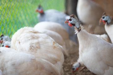 Closeup guinea fowl on the farm