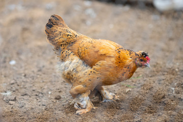 Closeup chickens and roosters on the farm