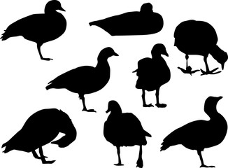 eight duck silhouettes isolated on white