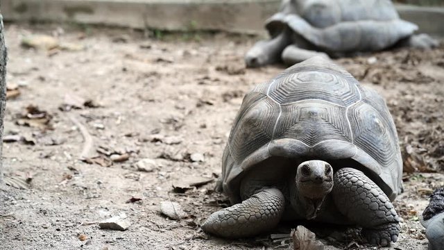 Giant turtle is crawling  at the ground.