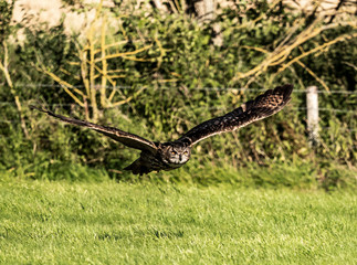 European Eagle Owls in Flight